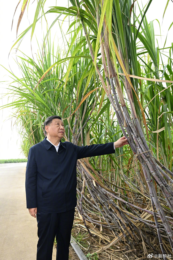 习近平在广西来宾市考察调研(图2)